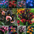 1 Bulb Calla Lily Seeds